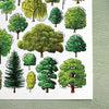 Alexia Claire | Trees of Britain | Postcard | Conscious Craft